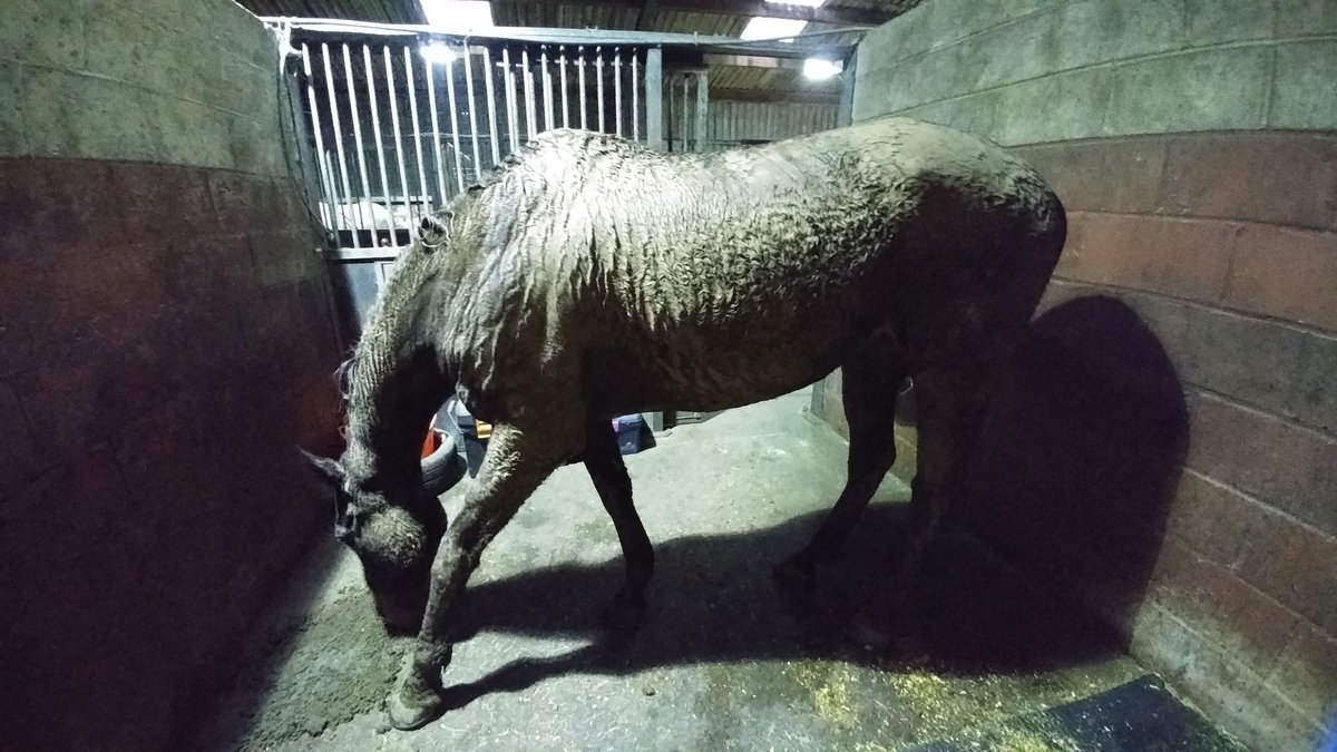 loriot48's tweet photo. Bobkat - aka "Swampy" - today... I think he's surpassed himself this time! 🙈 #247equestrian #HorseHour #Horse #horses #mud #mucky #RoR #horseproblems #mudproblems #gadz #WishMeLuck https://t.co/OQIU6tpWmN