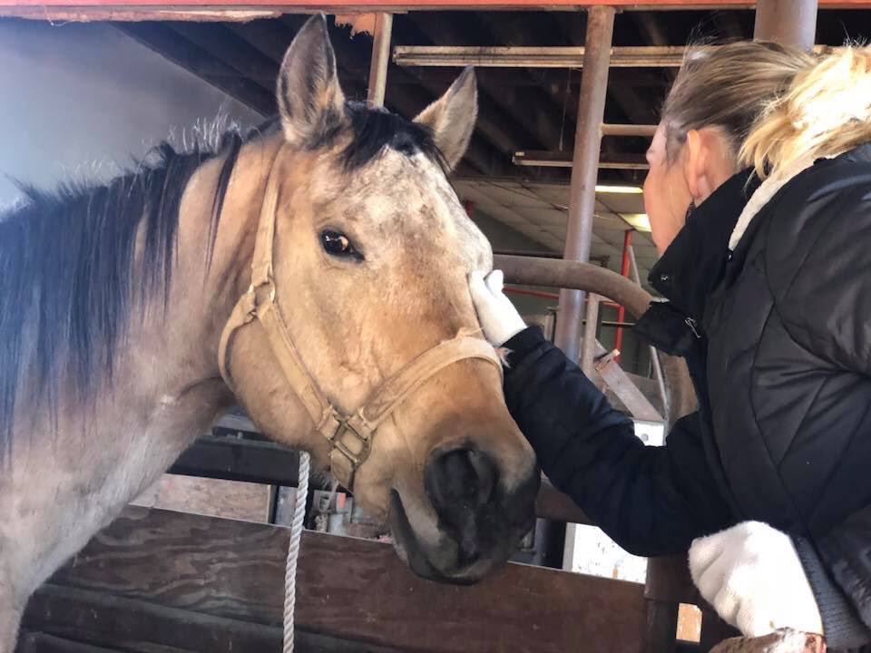 SIX HORSES IN TROUBLE. Funds for NONE!

Village. Rom here and I need your help STAT!

We have three horses at auction, all in danger. 

Two more horse arriving right now
WE DON'T HAVE LONG. THE NEED IS BIG. 
HELP!

PP rescue@HiCaliber.org
Venmo: @HCHR17