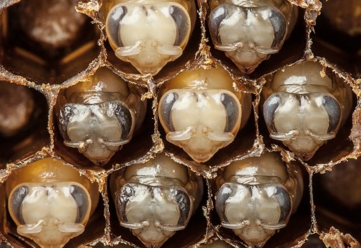 #Video de Anand Varma El nacimiento de una #abeja;  ow.ly/dgH230ivVd2