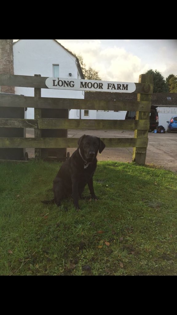 Happy #nationalloveyourpetday - here is Gemma Dog outside The Stables on her #holiday #dogfriendly #dogsofinstagram #labradorable #theplacetobe #cumbria #lakedistrict #familyholiday