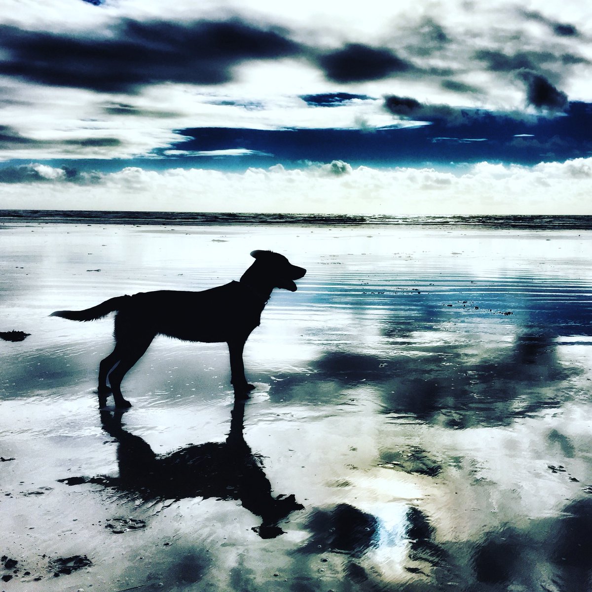 MarkCleghorn's tweet photo. @VOGCouncil @CobblesKitchen @PawsintheVale @visitthevale @Barry_TC @Barrybados @PrideInBarry @SWPBarryandVOG @vysvale @VOGLibraries #LoveYourPetDay 3 little words DOG WALK BEACH #lovemydog @visitthevale @VOGCouncil https://t.co/xxLUrR6dWl