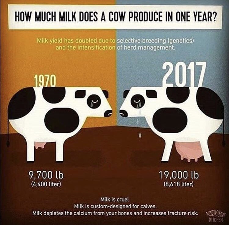 What The Health A Twitter The Avg Cow In The U S Produces About 21 000 Lbs Of Milk Per Year That S Nearly 2 500 Gallons A Year Daily Most Cows Average About 70 Lbs