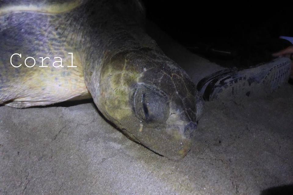 OCEARCH's tweet photo. Olive Ridley sea turtles π’ Coral (Yellow), Jessica (Orange), and Edith (Red) are up and pinging! https://t.co/ENDqYqdsfj #TAMUTurtles https://t.co/CivFpr2JF4