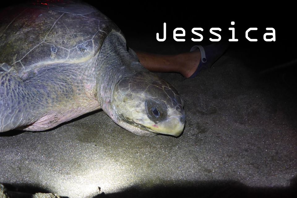 OCEARCH's tweet photo. Olive Ridley sea turtles π’ Coral (Yellow), Jessica (Orange), and Edith (Red) are up and pinging! https://t.co/ENDqYqdsfj #TAMUTurtles https://t.co/CivFpr2JF4
