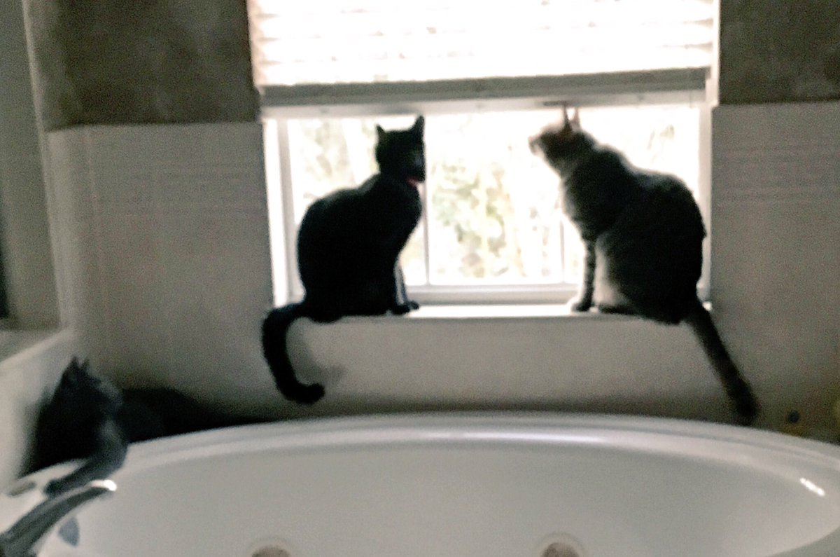cathound7's tweet photo. #SALUTE #WLF
RT @LuckyDaPuppyCat: Iโve got the troops patrolling the premises in honor of Mayor Cai @mirrr_i_Am who passed #OTRB last Friday. This ones for you! ๐๐๐ *salute* #RIPCai #ZSHQ #JeffsHansumBasturtTooosday #tunatuesday @crosseyedollie @hugo4de https://t.co/5mhq93T1Zu