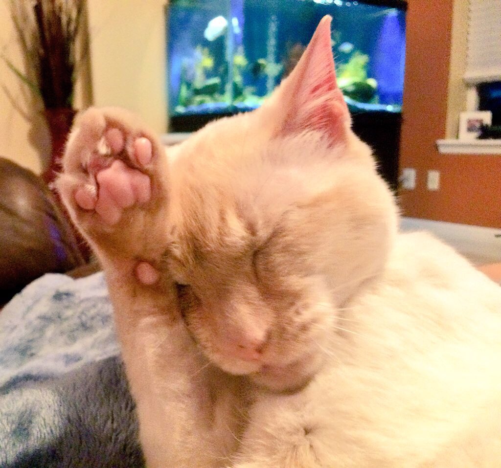 cathound7's tweet photo. #SALUTE #WLF
RT @LuckyDaPuppyCat: Iโve got the troops patrolling the premises in honor of Mayor Cai @mirrr_i_Am who passed #OTRB last Friday. This ones for you! ๐๐๐ *salute* #RIPCai #ZSHQ #JeffsHansumBasturtTooosday #tunatuesday @crosseyedollie @hugo4de https://t.co/5mhq93T1Zu