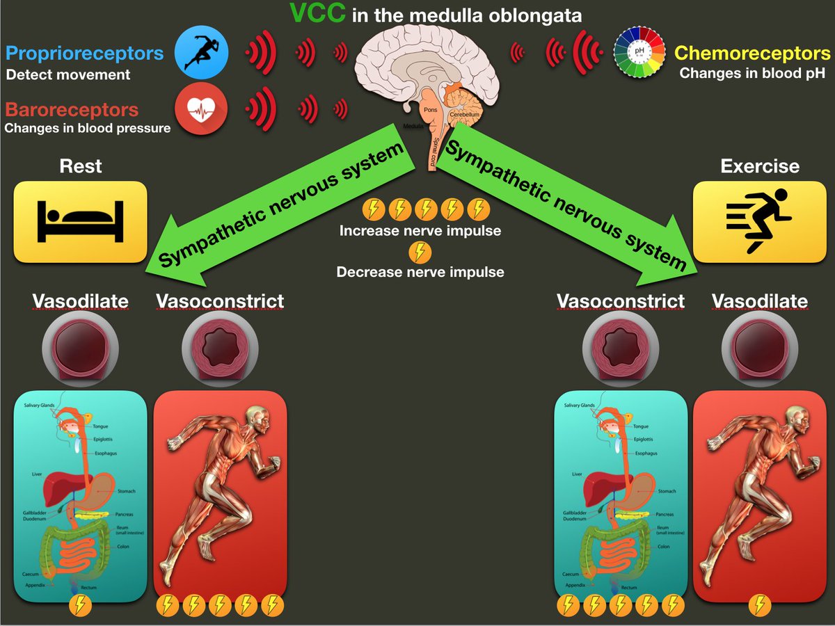 #riviALevelPE The Vasomotor control centre helps control the re-distribution of blood
