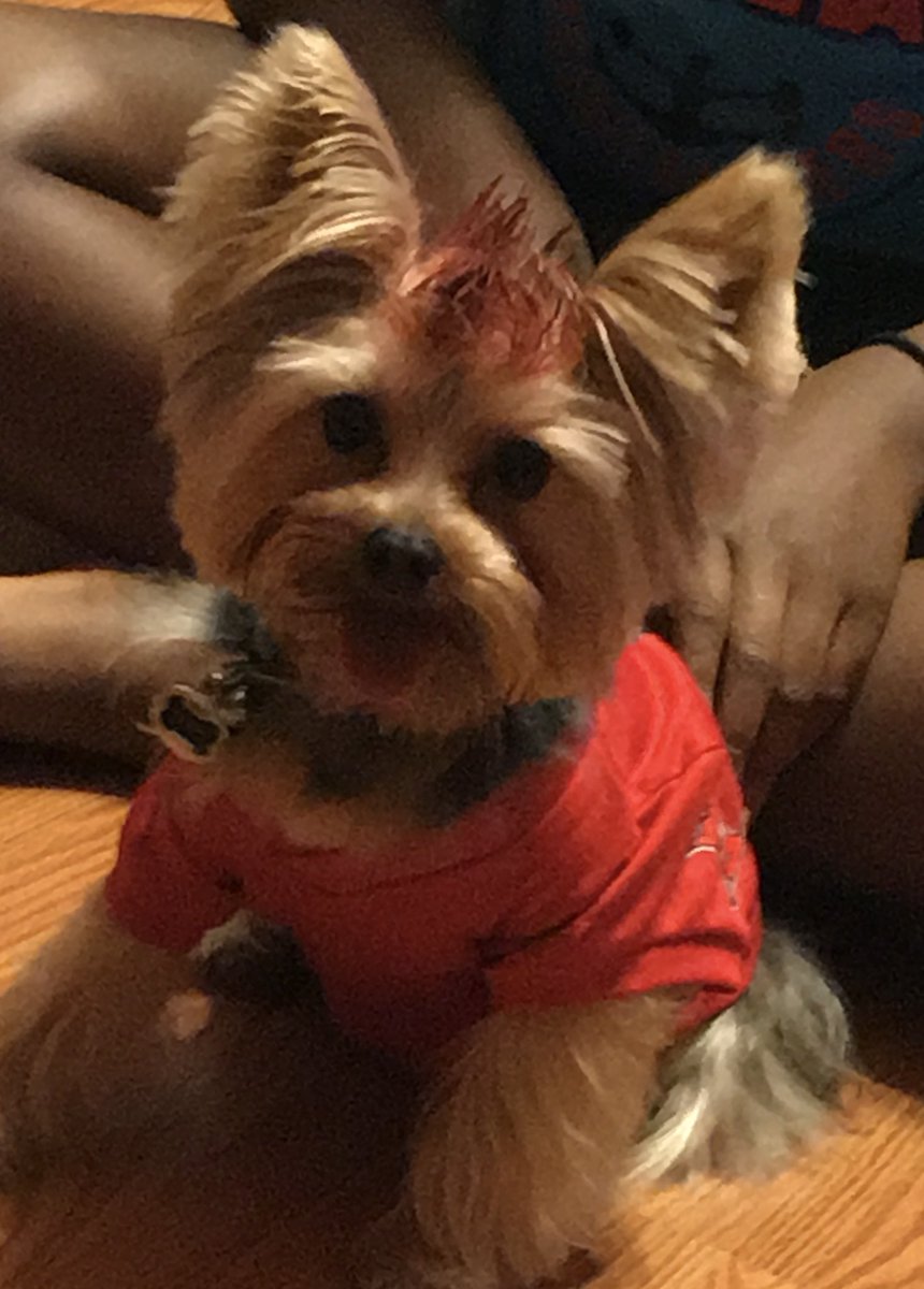 buccaneers dog jersey