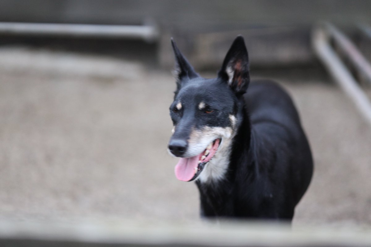 The focus of working dogs is something special. <a href="/DogAndStick/">Dog&Stick</a> forthcoming documentary bantamfilms.com/a-dog-and-a-st… #Cumbria #LakeDistrict #Filmmaking #Documentary #Sheepdogs