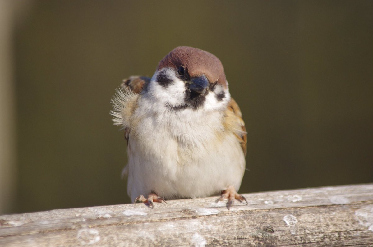 中野さとる 前回怖いスズメだったのでかわいい子をどうぞ 雀 スズメ すずめ Sparrow 小鳥