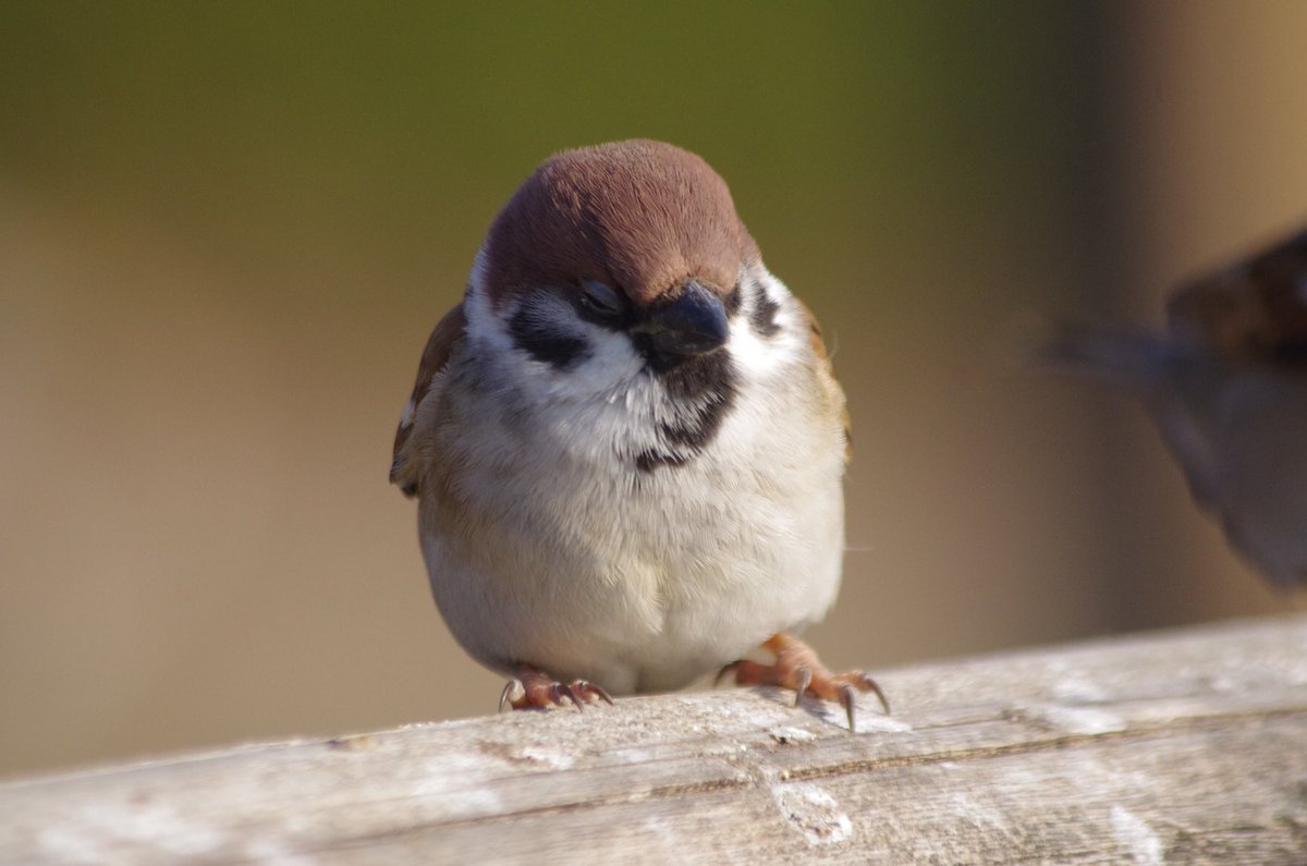 中野さとる 前回怖いスズメだったのでかわいい子をどうぞ 雀 スズメ すずめ Sparrow 小鳥