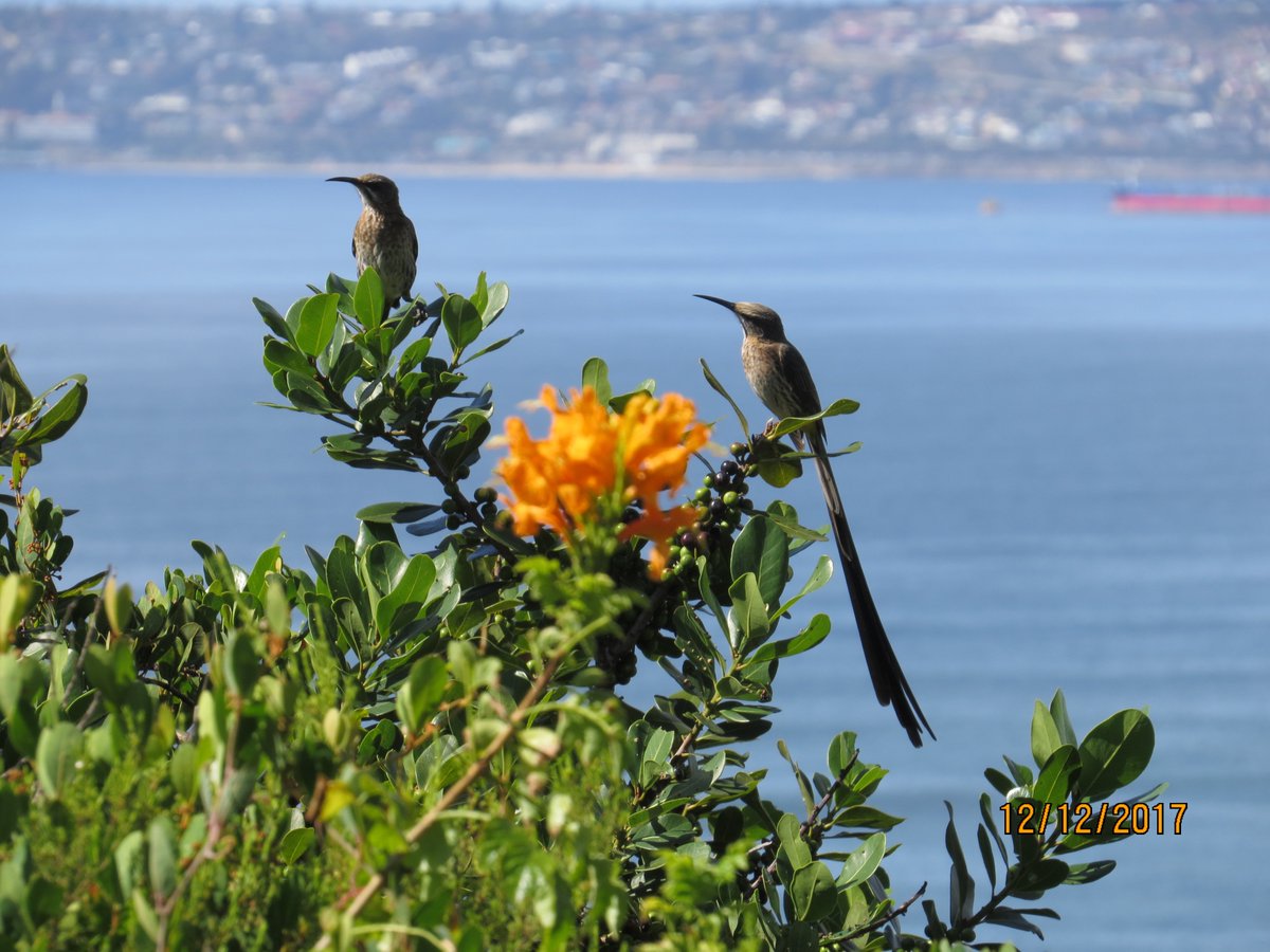 WhalePhinGH's tweet photo. Cape Sugerbirds at #WhalePhinGH Reebok #MosselBay 64 bird species identified from the guesthouse. #Birders book now https://t.co/TunDDnyVMM @visitmosselbay @GetawayMagazine @nightsbridge https://t.co/GNhwyL9r47