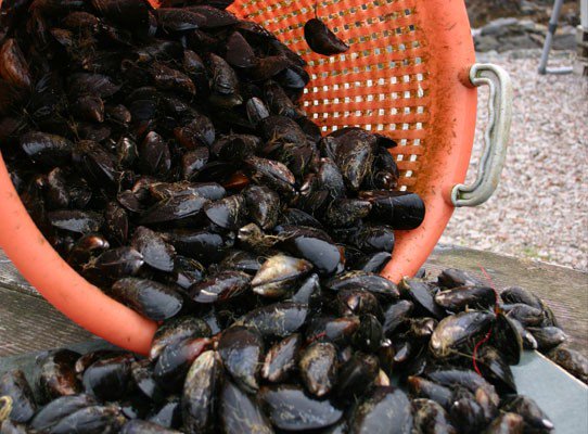 ToddFishTech's tweet photo. We have had lots of requests for #Bivalve #Purification systems lately. https://t.co/H2HNqvTsgn Check out our website or give us a call if you need #Depuration https://t.co/FRsrR1tVkE