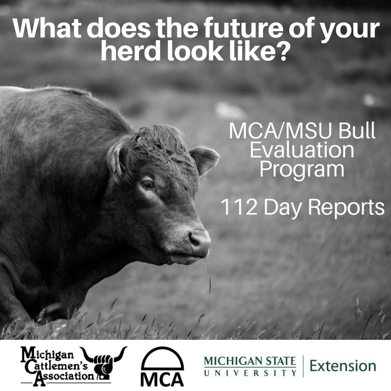MICattlemen's tweet photo. The 112 Day Report is now available for the MCA/MSU #BullEvaluationProgram. Find it at https://t.co/HnndETFjvT. https://t.co/ERzIYl22LU