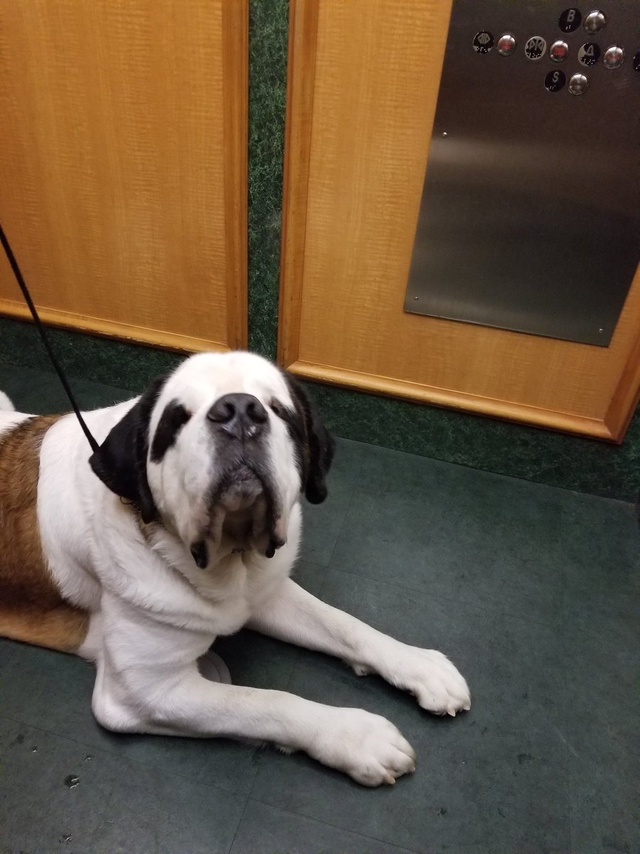 SaintsnFields's tweet photo. Lovin Elevator rides. #westminsterkc #westminsterweek #manhattan #NYC #saintsrule #bigdogs #stbernards #dogshows #jrhandler #akcjuniors #akcnationaldogshow #roadtowkc #goteampanagenics #saintsrule #bigdogs #stbernards #dogshows #westminsterdogshow https://t.co/uC2eO0RaZ3