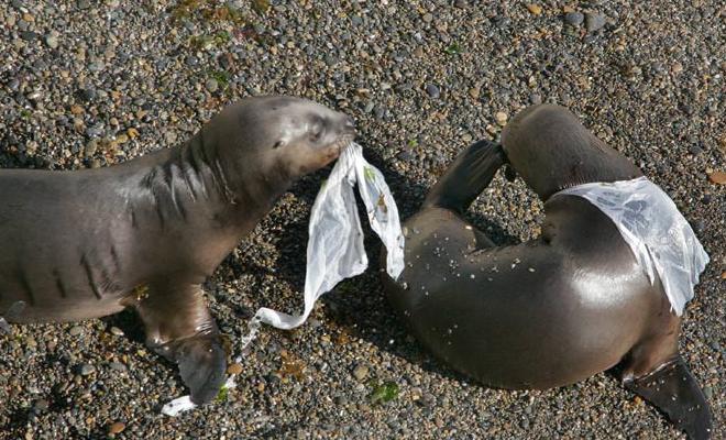 MmaLagos's tweet photo. Encuesta Nacional del Medio Ambiente 2018: Un 95% está de acuerdo con eliminar las bolsas plásticas para no contaminar... Pincha para leer nota al respecto... Trabajando SIEMPRE por el #MedioAmbiente .@MMAChile 
https://t.co/DN7w0XLnU0 https://t.co/I6LWikrPb9