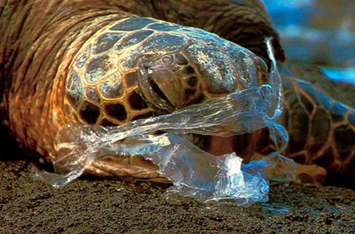 MmaLagos's tweet photo. Encuesta Nacional del Medio Ambiente 2018: Un 95% está de acuerdo con eliminar las bolsas plásticas para no contaminar... Pincha para leer nota al respecto... Trabajando SIEMPRE por el #MedioAmbiente .@MMAChile 
https://t.co/DN7w0XLnU0 https://t.co/I6LWikrPb9