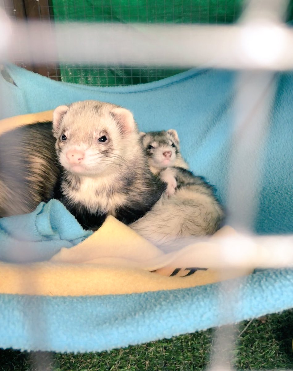 ferrettyferret's tweet photo. Today is #LoveYourPetDay Here I am letting Smelly Alice share My Hammock. 💕 https://t.co/k4uUJnw1q8