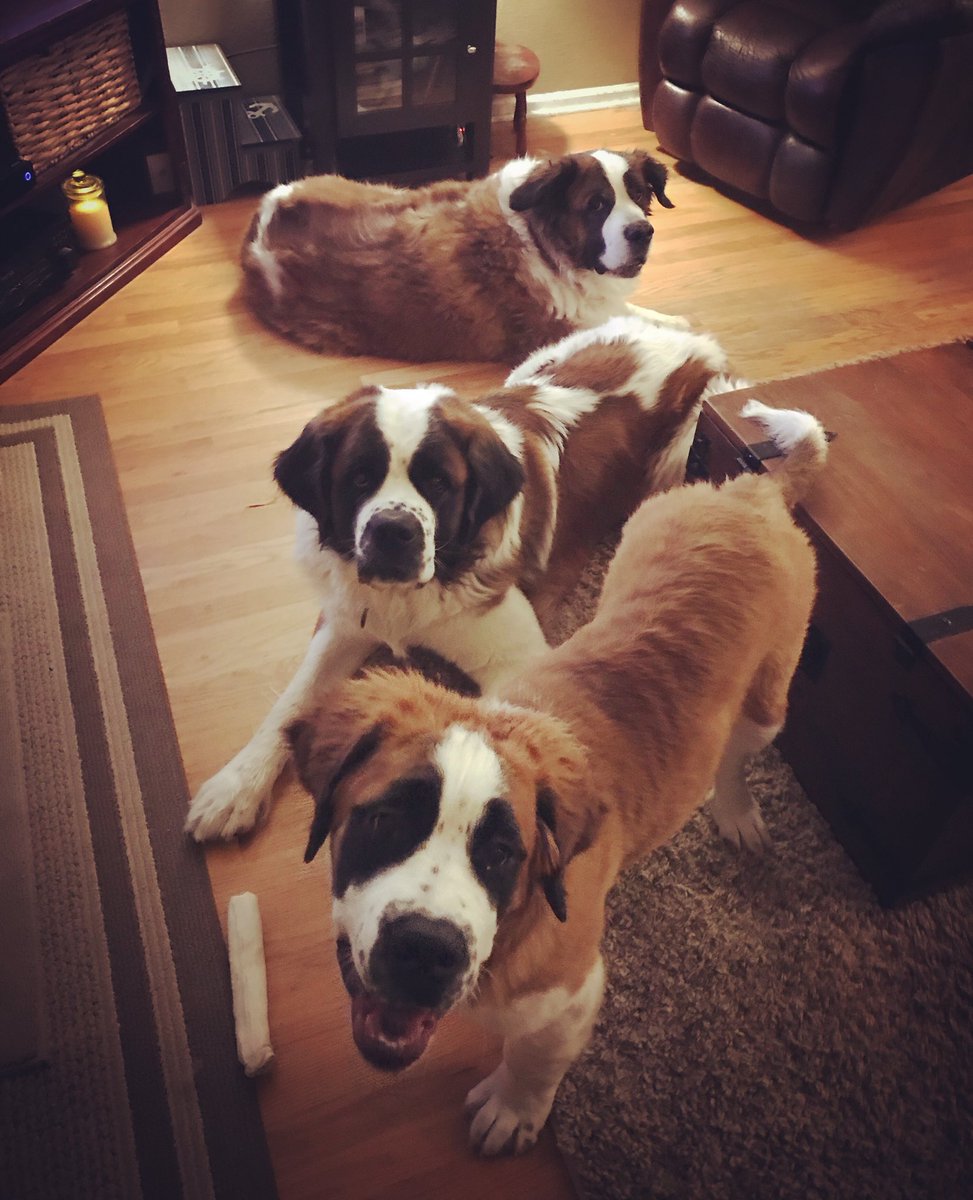 Bevsperryfrost's tweet photo. #beon9 #NationalLoveYourPetDay https://t.co/JKlKBvIr74