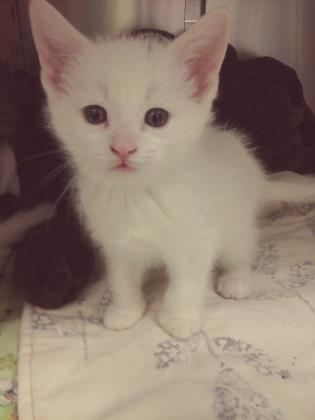 3HLTOUR's tweet photo. 3HL Pet of the Day: Twizzler

$3 from every ticket sold will go to support @OntarioSPCA 

Get your tickets: https://t.co/sPts6bBrCr                 

Meet Twizzler: https://t.co/WumSuLmsuE

#3on3ProHockey #iAdopt https://t.co/0IL50XUw03