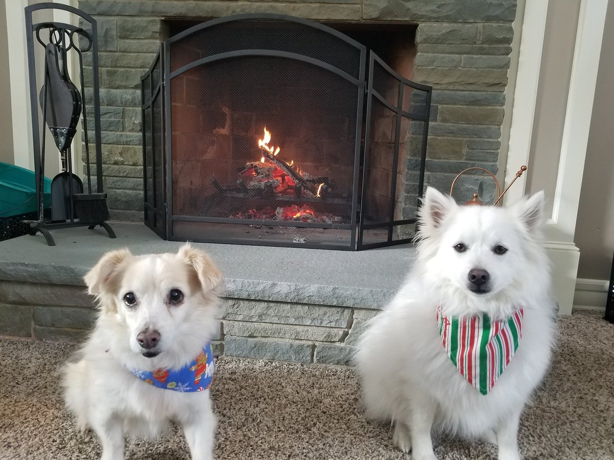 VCGreenleaf's tweet image. #LoveYourPetDay shoutout to my eskie Kita and rescue Lucie! ❤