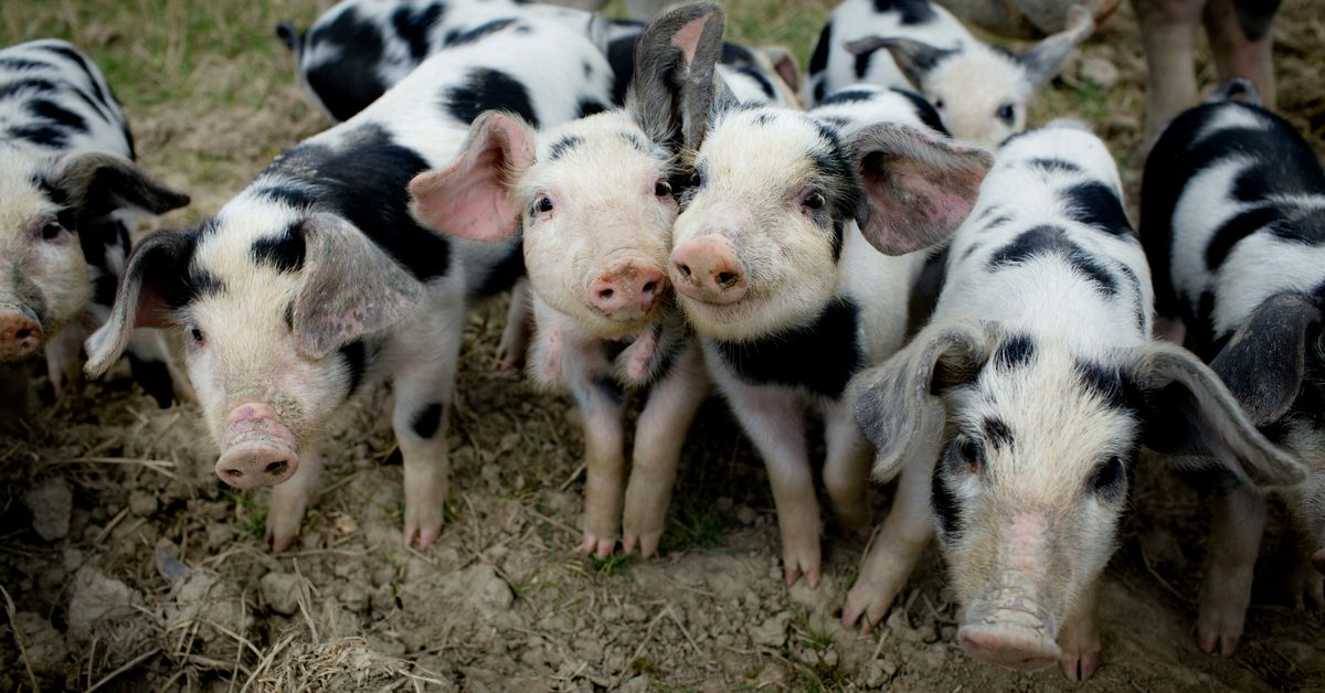 STORT TILLYKKE til 25 landmænd

Det regner med Michelinstjerner over restauranter i Danmark, og flere af dem får leveret kød med god dyrevelfærd fra landmænd med mærkerne "Anbefalet af Dyrenes Beskyttelse" og "Velfærdsdelikatesser"

God #dyrevelfærd smager bare bedre <3 #dkfood