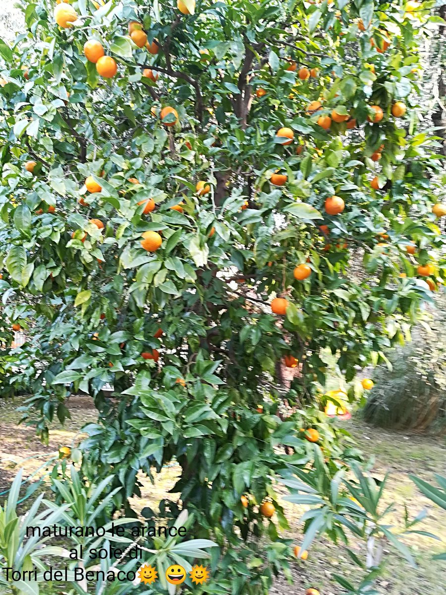 AldinaConsolini's tweet photo. #20febbraio
L'aria sarà pur frizzante ,ma i segni della #primavera sono nell'aria
La #natura segue il suo corso e regala #bellezza ad ogni stagione
#ammiro #contemplo #condivido
Per tutti sia
#buonpomeriggio https://t.co/d7a7wiOXdc