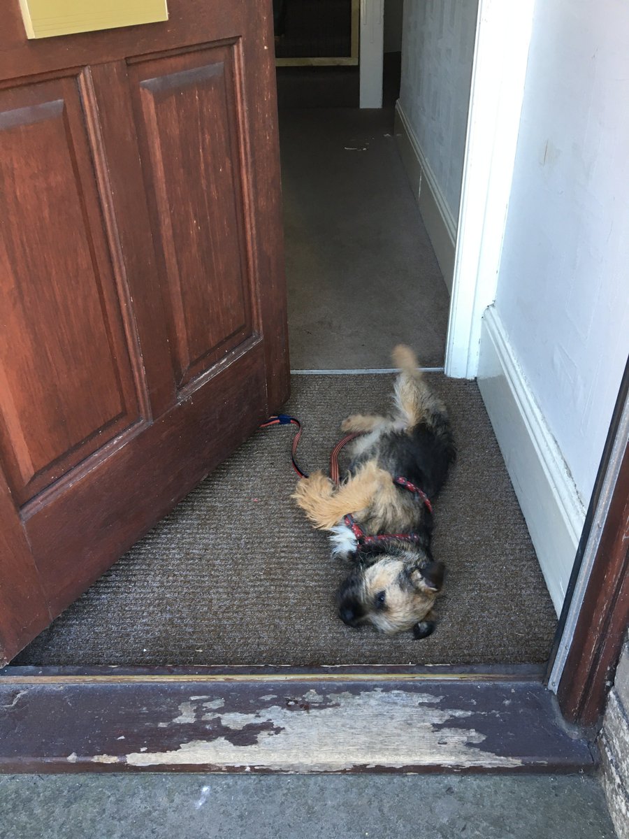 lucy_heskins's tweet photo. Just 'cos. #LoveYourPetDay #bandwagon #butlookathim #borderterrier #btposse @archi_twit https://t.co/d0kiUTGEeR