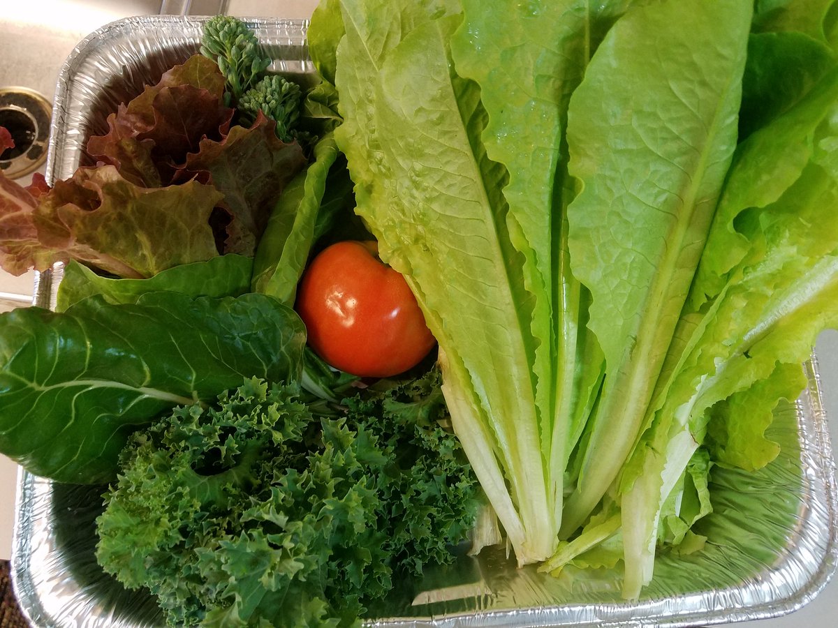 live_laugh_tech's tweet photo. Great garden by our #Seedfolks 6th graders. Sponsored by Temple Terrace Garden Club #eatfresh #eatlocal #reallylocal #schoolgarden #outdoorclassroom https://t.co/DmHzOeJnvv