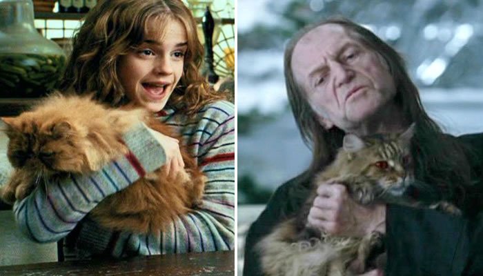 ポッターマニア على تويتر 今日2月日は Loveyourpetday ペット 猫 を溺愛する二人です T Co 8jpk3fyb7c Harrypotter Cat ハリーポッター