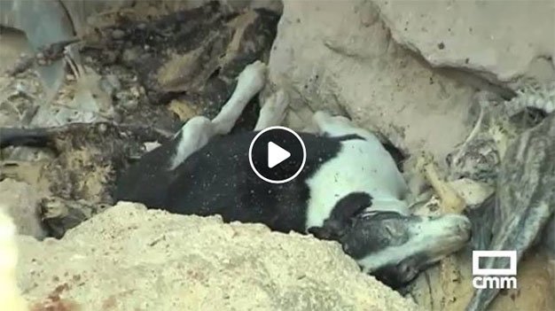 La RFEC y Artemisan se personarán como acusación en el caso de la fosa de perros de Tarancón bit.ly/2oepdKd #ElCotodeCaza #Caza #Cazadores #PerrosdeCaza <a href="/f_artemisan/">Fundación Artemisan</a> <a href="/RFECaza/">RFEC</a>