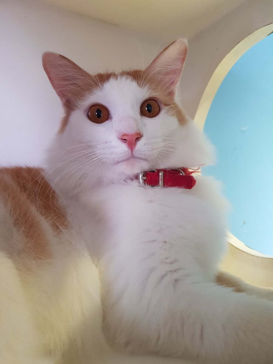 Koriri__'s tweet photo. Cheeky! (*Β΄β`)οΎπ
#cat #kopicat https://t.co/PGSNxTkS5F