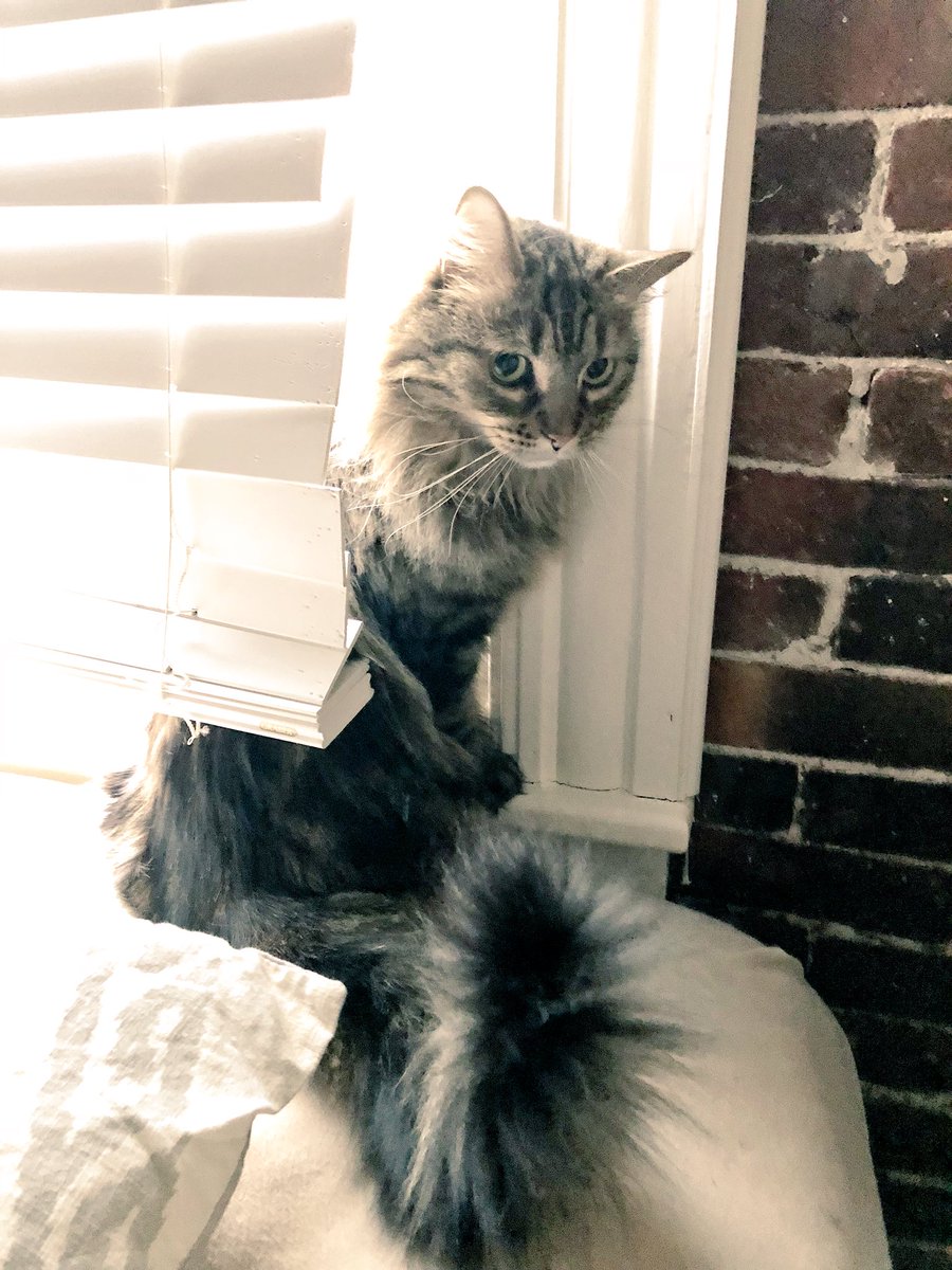 nmcshinsky89's tweet photo. #LoveYourPetDay 😻 #CatsOfTwitter #EcoTheKaleFiend #Oatsy #FearlessFelix #MissMilah @CatsInNH https://t.co/zBYZvy0YZn