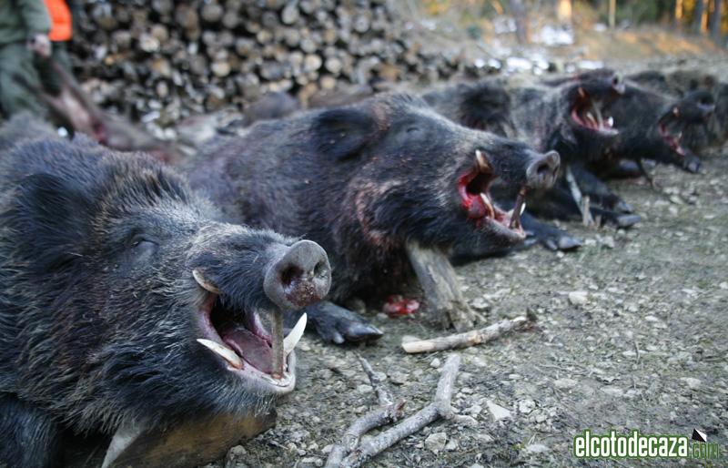 El récord de jabalíes cazados está ¡a tiro! bit.ly/2olfoJA #ElCotodeCaza #Caza #Cazadores #CazaMayor #Cazadeljabalí #Jabalíes #ReservaRegionaldeCazadeSaja #CazaCantabria