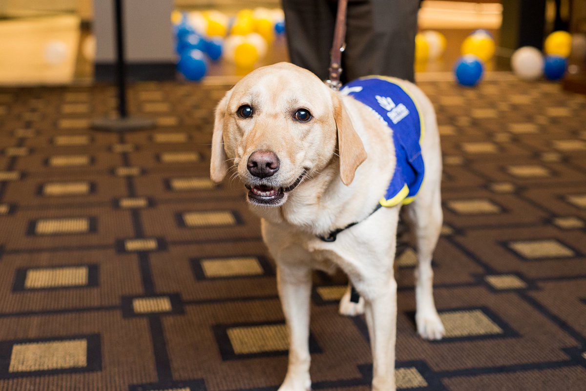 MySantikos's tweet image. Say hi to Callie, our official #MySantikos ambassador. She is a retired guide dog from our friends at #GuideDogsOfTexas' fantastic program. 🐕❤️ #NationalLoveYourPetDay