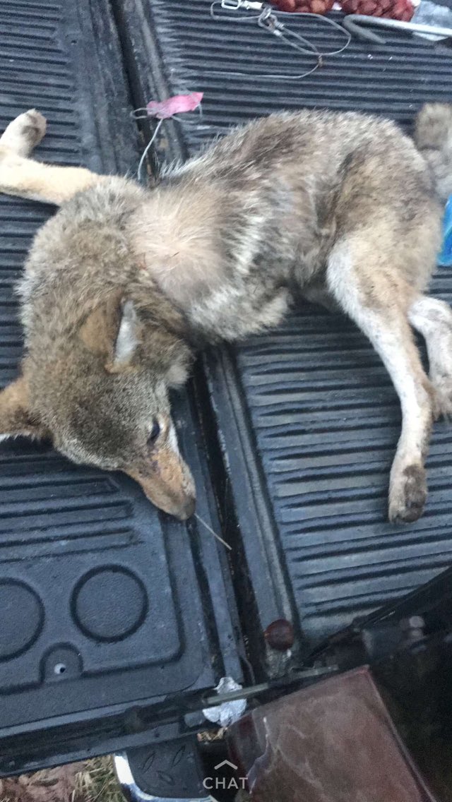 First coyote ever, loving this trapping thing even when im home my snares are still hunting!!