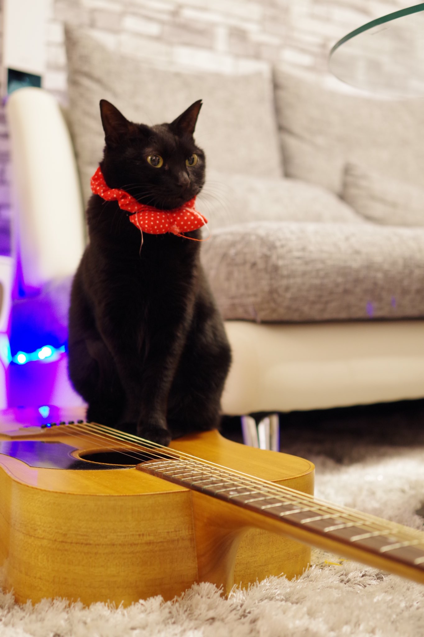 響介 我が家の美猫ピーボ 初めての健康診断で病院に連れて行った時 先生 このビーボちゃんは 僕 あ ピーボです 先生 失礼 このビーボンちゃんは 僕 あ ピーボです 先生 ピーポちゃんは 僕 それ警察です ドクターに言われた衝撃的