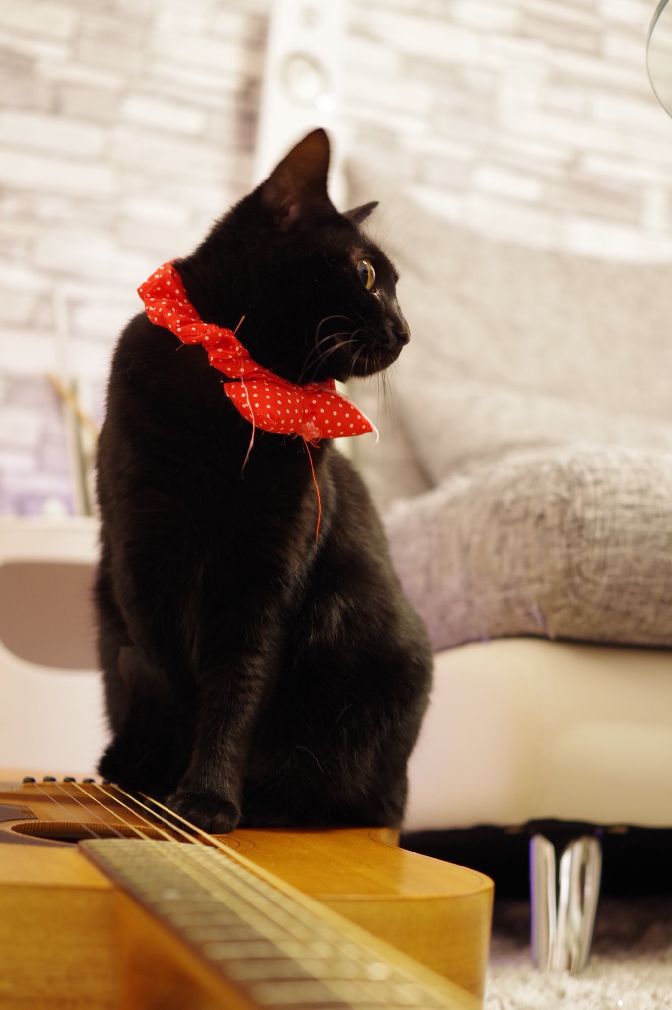 響介 我が家の美猫ピーボ 初めての健康診断で病院に連れて行った時 先生 このビーボちゃんは 僕 あ ピーボです 先生 失礼 このビーボンちゃんは 僕 あ ピーボです 先生 ピーポちゃんは 僕 それ警察です ドクターに言われた衝撃的