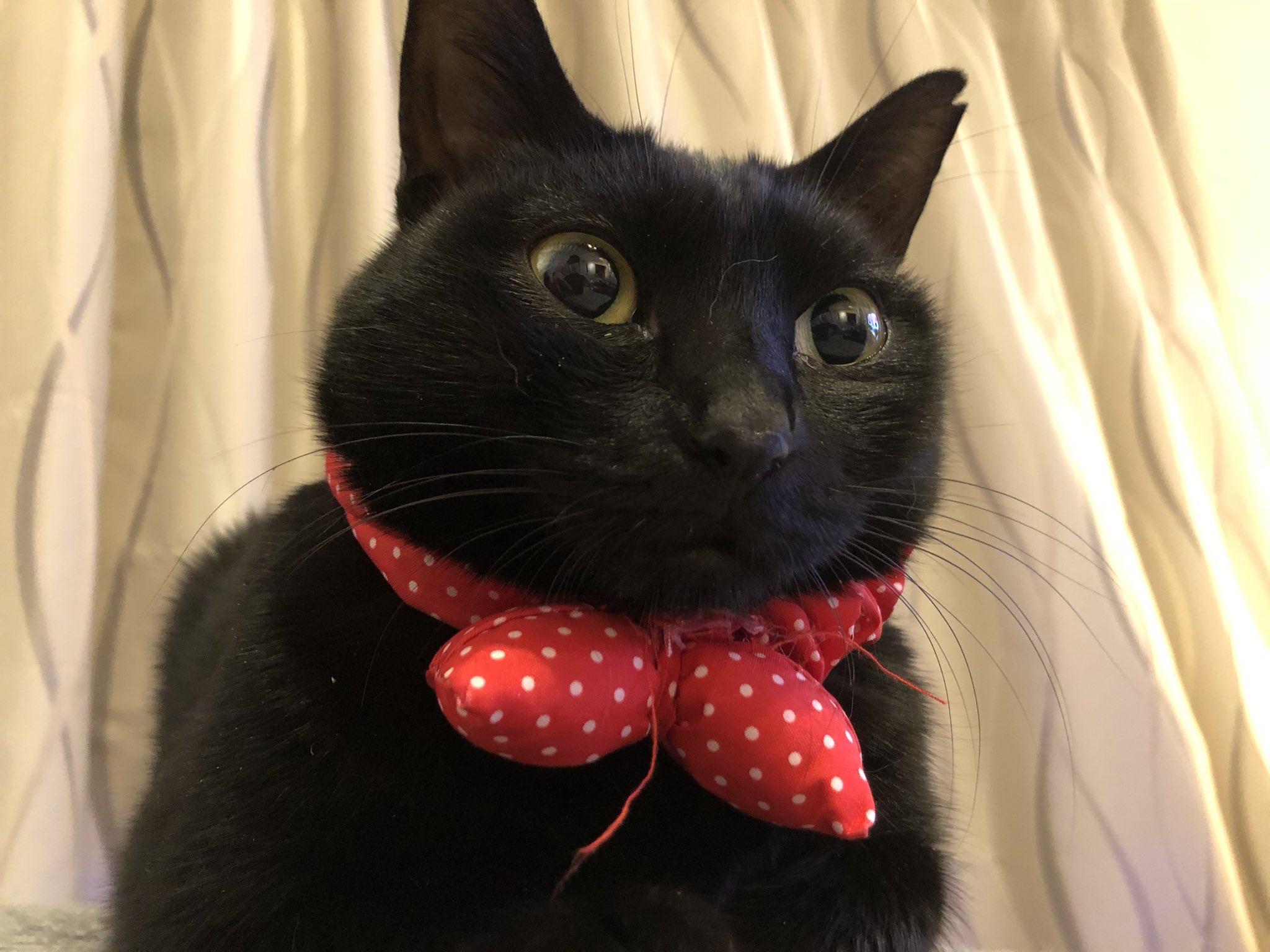 響介 我が家の美猫ピーボ 初めての健康診断で病院に連れて行った時 先生 このビーボちゃんは 僕 あ ピーボです 先生 失礼 このビーボンちゃんは 僕 あ ピーボです 先生 ピーポちゃんは 僕 それ警察です ドクターに言われた衝撃的