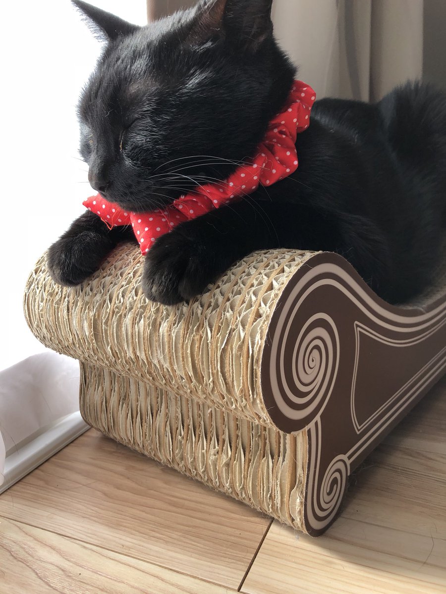響介 我が家の美猫ピーボ 初めての健康診断で病院に連れて行った時 先生 このビーボちゃんは 僕 あ ピーボです 先生 失礼 このビーボンちゃんは 僕 あ ピーボです 先生 ピーポちゃんは 僕 それ警察です ドクターに言われた衝撃的