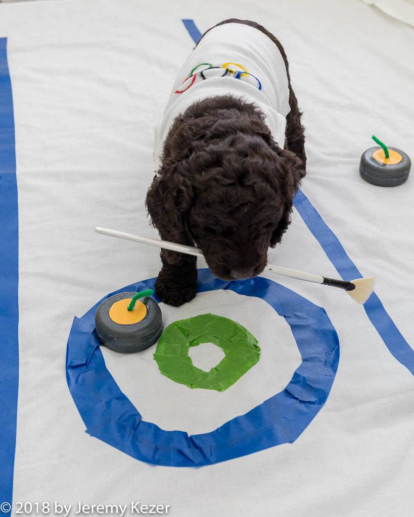 IWSAmerica's tweet image. Olympic Puppy Games! Curling Puppy by Eugenie (Ch Chantico's Storm Born O'Muddy Waters) Photo by Jeremy Kezer 
#IrishWaterSpaniel #Dogs #DogsOfTwitter  #Olympics #TeamUSA @NPurebredDogDay @PhilosophyOFDog @DogCelebration