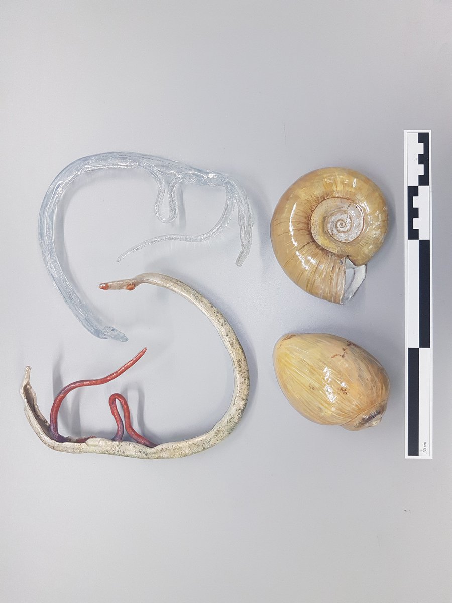 schistosomiasis snail)