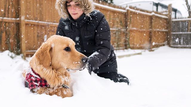 TourignyAlex's tweet photo. No big deal, just being buried alive by @alexandrabye .
.
#dogsofinstagram #goldenretriever #oliver #golden #newhampshire #getouside #snow #newengland #snowday #backyard #family #mylife #lifestyle #icanteven #photography #foofsies #fujifilm #x100f https://t.co/YYu14yK4Lv https://t.co/kztbmko1Hr