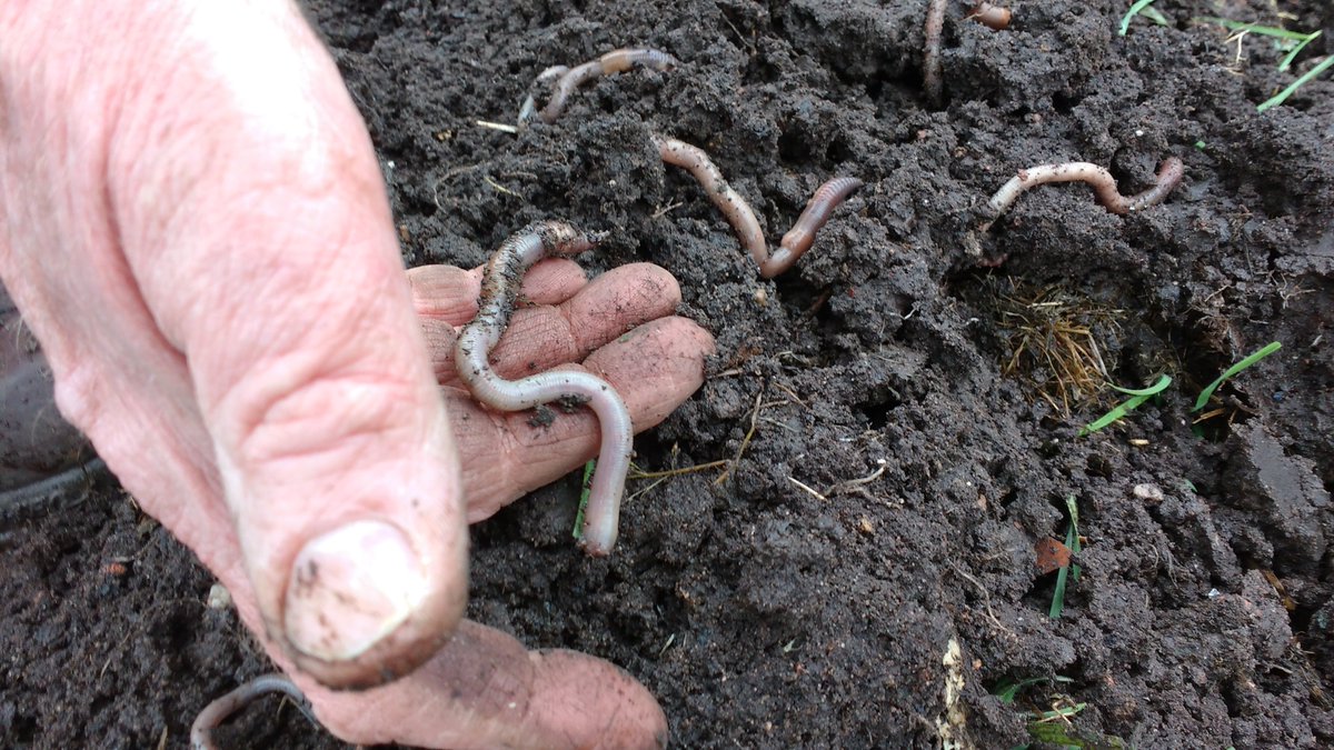 GrowHistory's tweet photo. Had a great day preparing the soil, planting peas, harvesting and teaching people to grow their own food at @ashianacp for @heritagelottery funded project @GrowHistory #Learning #Plant #Growing #exercise #peas #Sustainability #DIY #Food https://t.co/I6jInRETEc