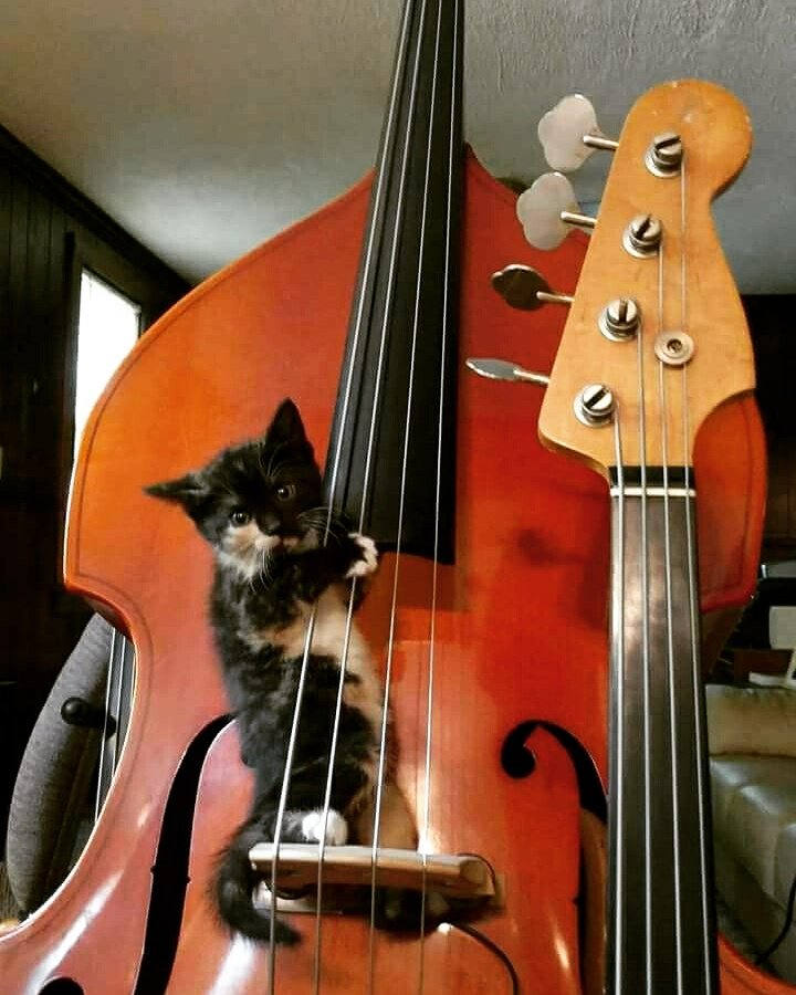 ClassicFM's tweet photo. PizziCATO. https://t.co/CQYUeCzk2r