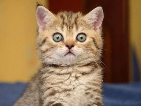 satislent's tweet photo. Yo cuando alguien que no conoce Satislent me dice que para hacer una comida sana y completa se necesita mucho tiempo y dinero:
Feliz
#DiaInternacionalDelGato #satislent #comesanoyfácil https://t.co/hSfHWnvkOH