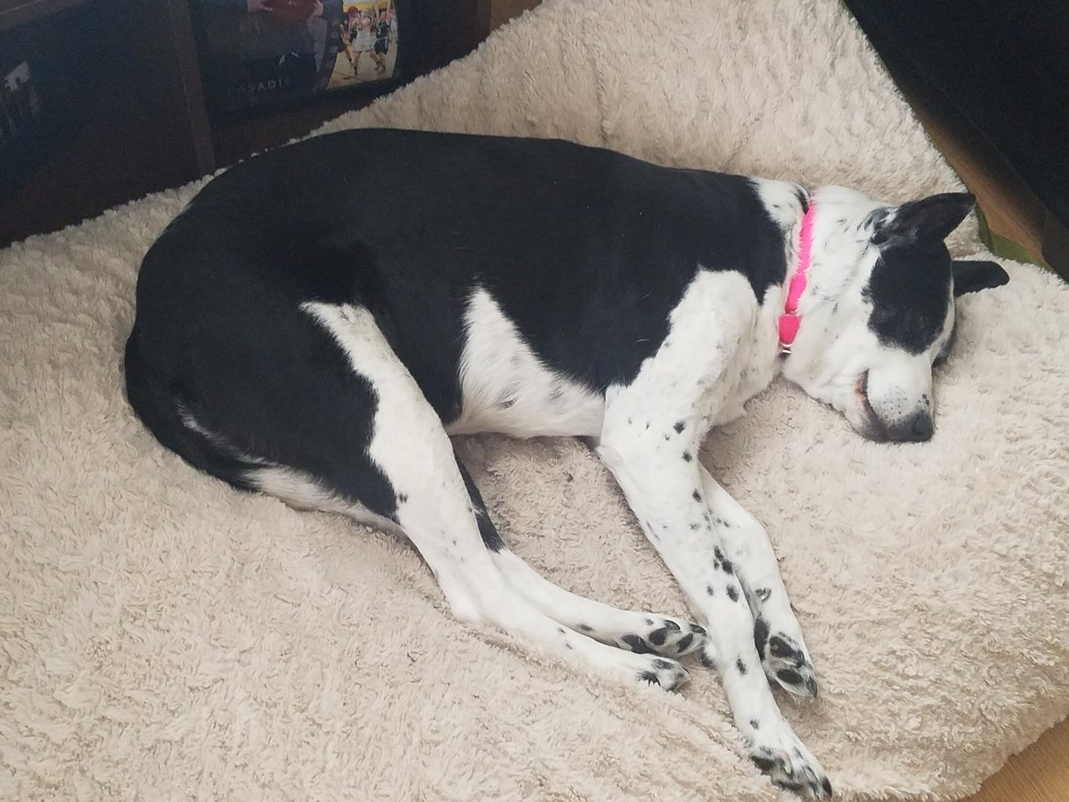 mandalbark's tweet photo. ♥ Kaley ♥ #NationalLoveYourPetDay https://t.co/tojMCv26fI