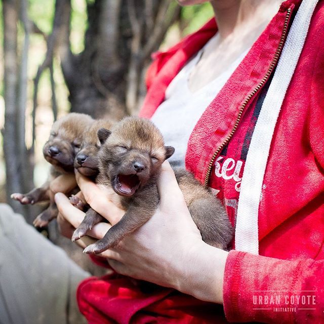 UrbanCoyoteIntv's tweet photo. Behold the cuteness of 1-week-old coyotes!! These little pups are being held by Ashley Wurth, a PhD student working with Cook County Coyote Project of Chicago, IL. Headed up by Dr. Stan Gehrt, this is the longest-running study on urban coyotes in existen… https://t.co/iwPy2kFSRU https://t.co/vxEBI5fiuD