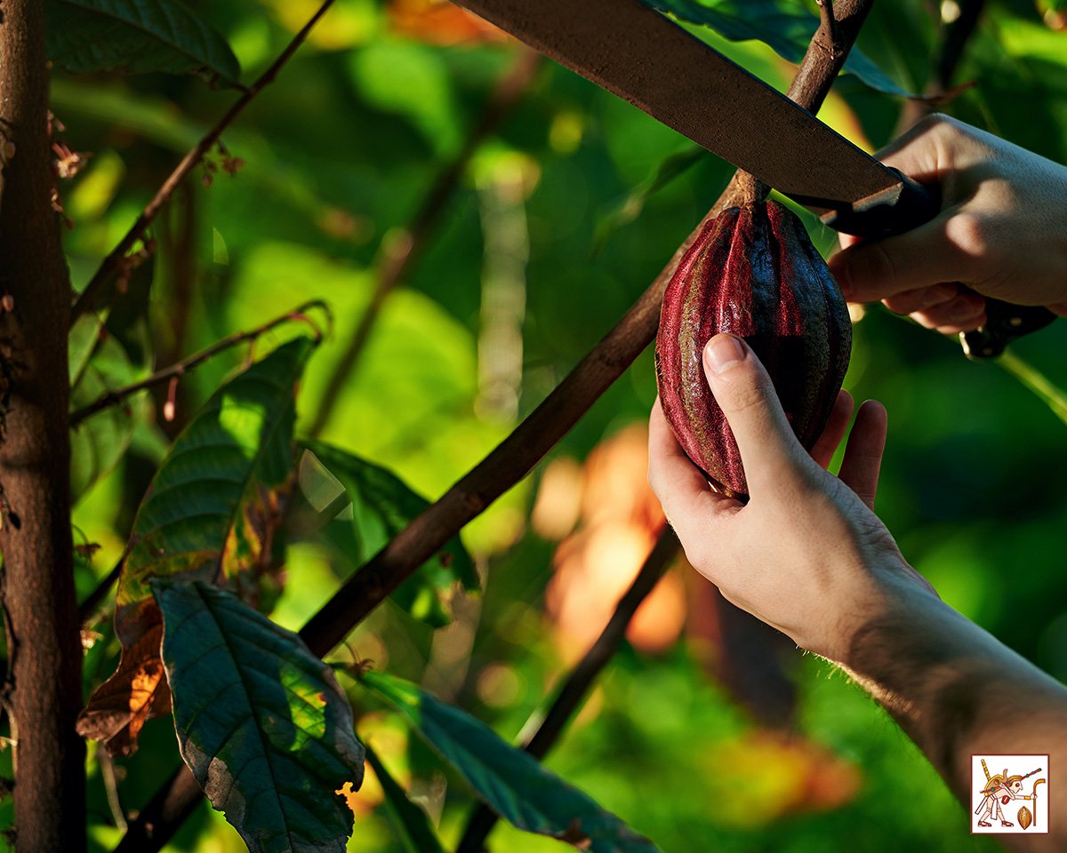 ASCHOCOAC's tweet photo. Pobladores de San Martín, #Oaxaca, trabajan en un proyecto agroforestal que tiene como eje al #cacao: https://t.co/VhFvb2vjkw https://t.co/TA2WjJgv1o