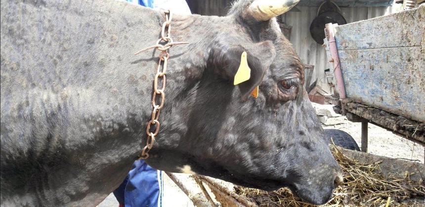 узелковый дерматит в хакасии новости. дерматит крс нодулярный дерматит. узелковый дерматит в хакасии новости. узелковый дерматит в хакасии новости. нодулярный, заразный узелковый дерматит крупного рогатого скота.